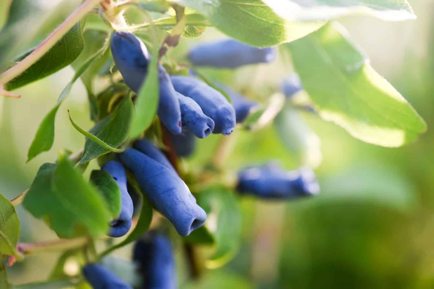 Gartenkalender Mai: Das kannst Du jetzt säen und im Garten tun