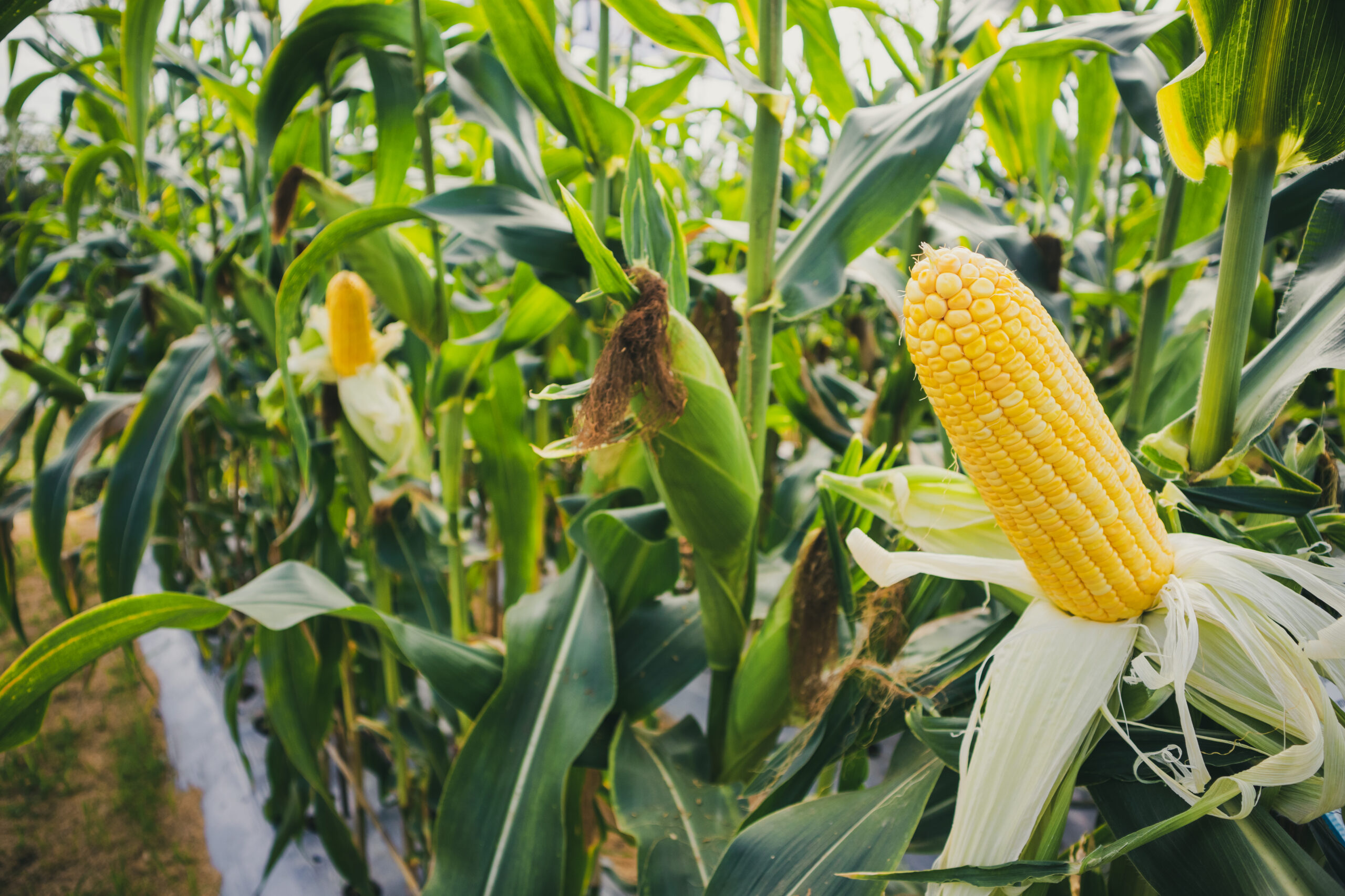 Corn cob with green leaves growth in agriculture field outdoor