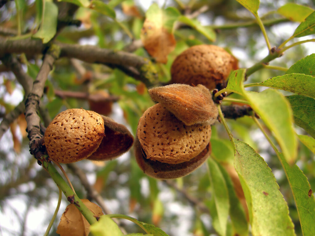 Almonds on tree