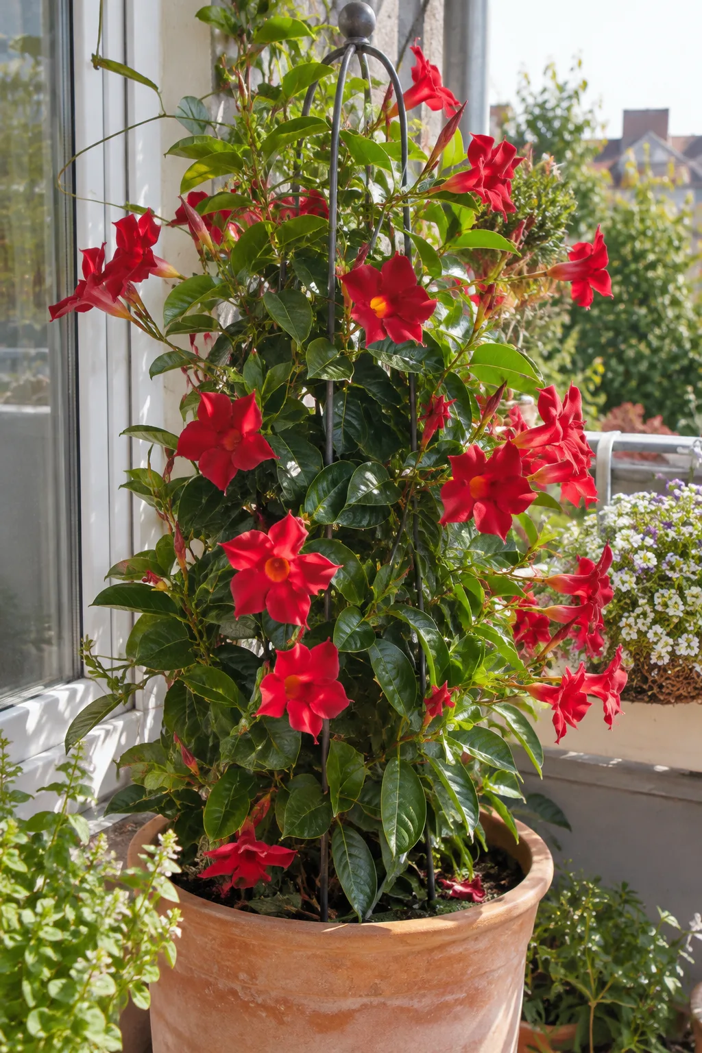 Mandevilla im Kübel an einem Rankobelisk mit glänzenden Blättern und großen roten Trichterblüten
