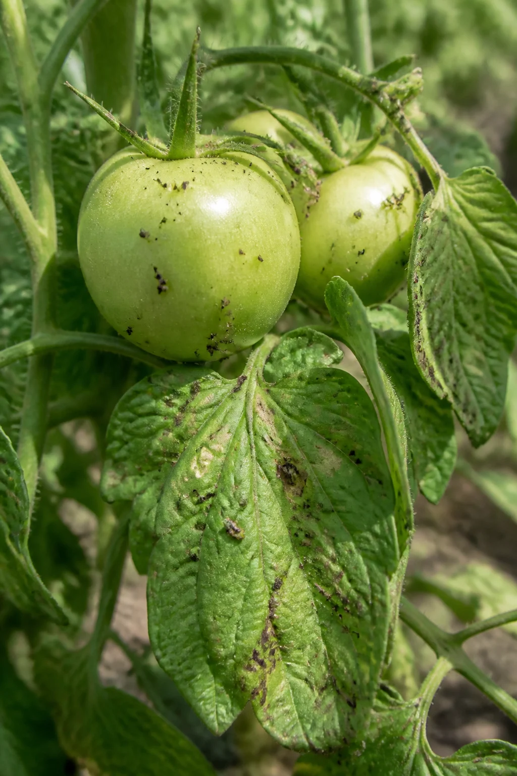 Tomatenblätter mit Blattläusen und Fraßschäden