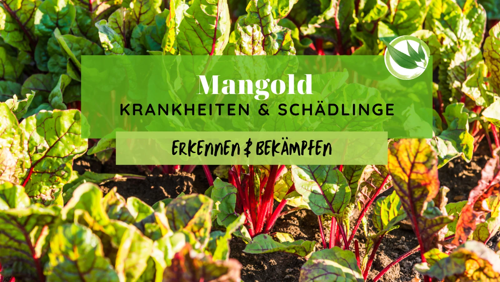 Mangold Krankheiten & Schädlinge erkennen & bekämpfen