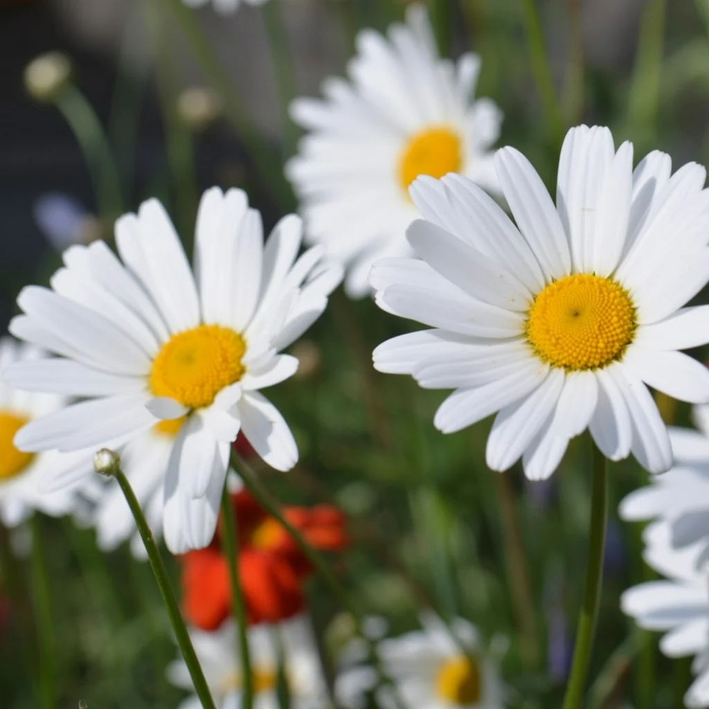 Weiße Gänseblümchen im Sonnenschein