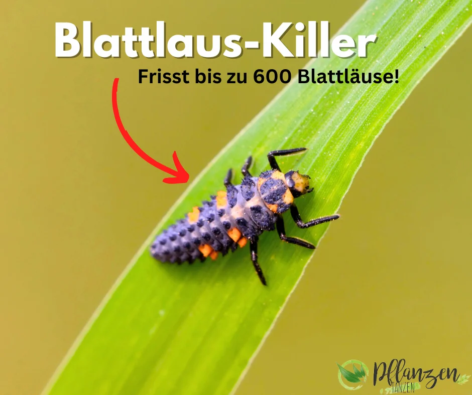 Marienkäferlarve auf Pflanzenblatt