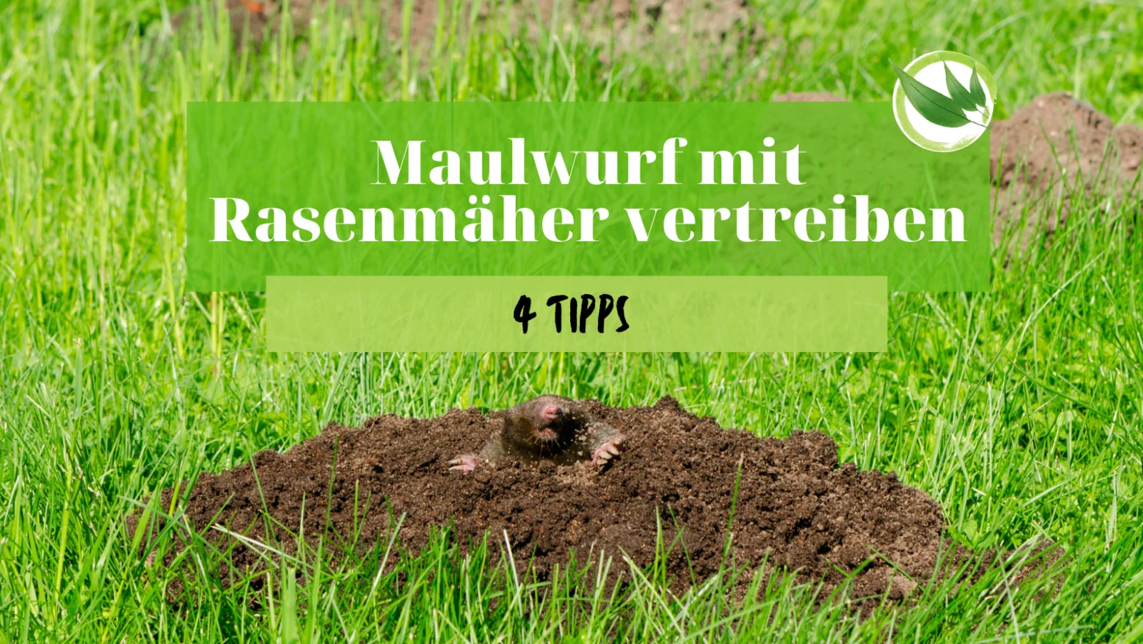 Maulwurf mit Rasenmäher vertreiben – 4 Tipps