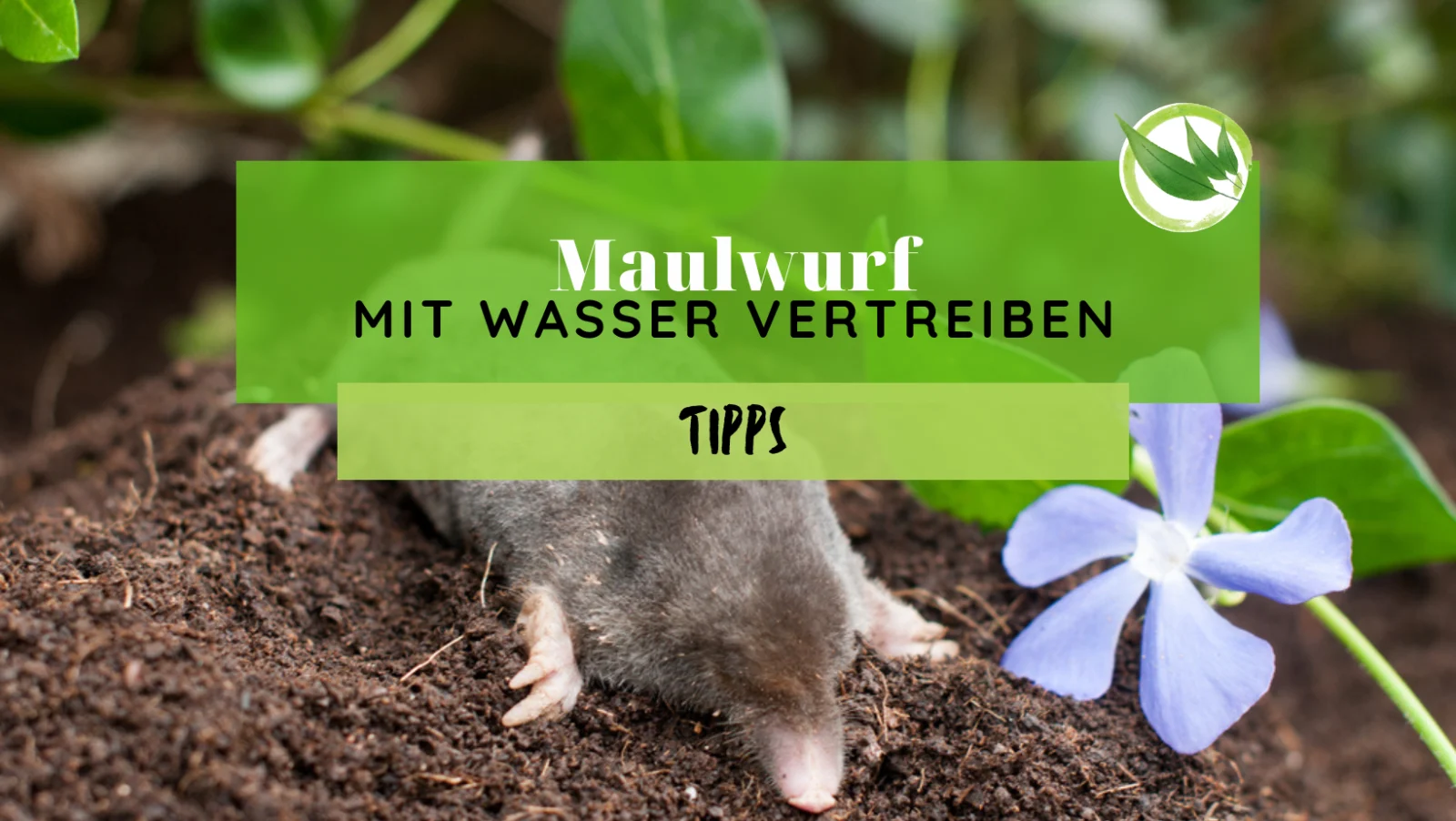 Maulwurf mit Wasser vertreiben – Tipps
