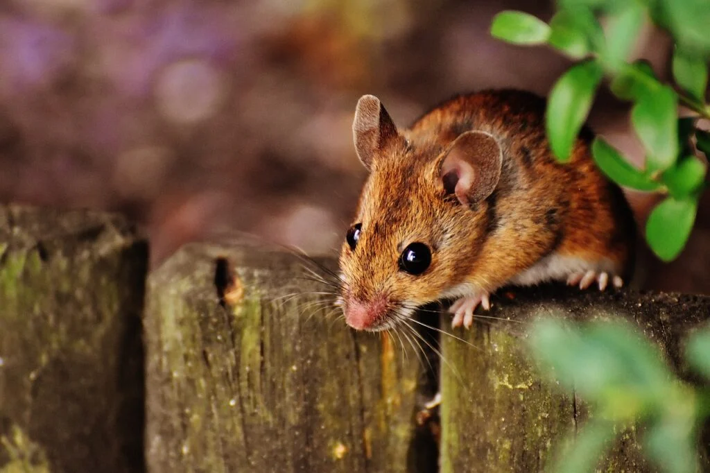 Eine Maus sitzt auf einem Holzzaun
