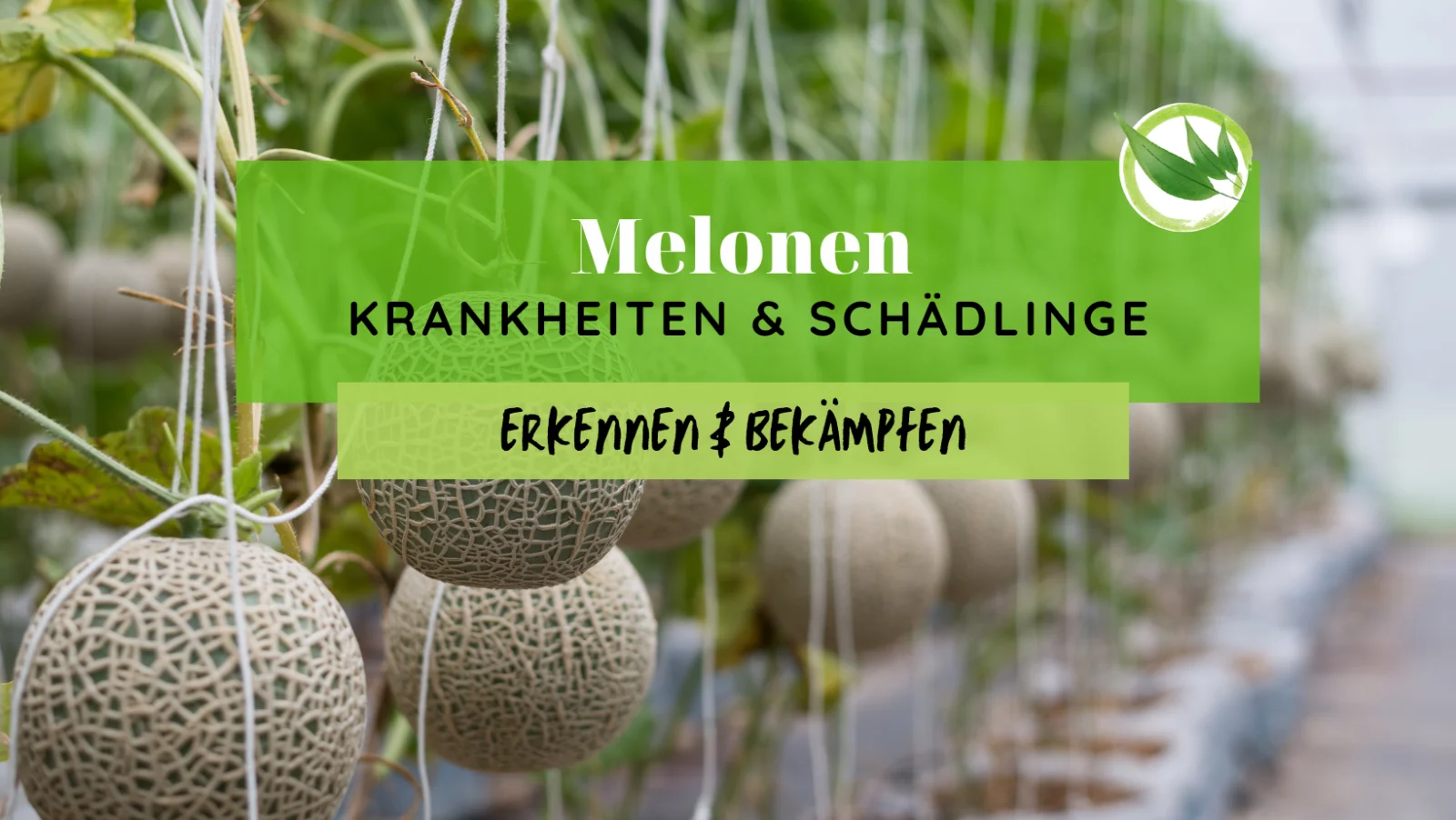 Melonen Krankheiten & Schädlinge erkennen & bekämpfen
