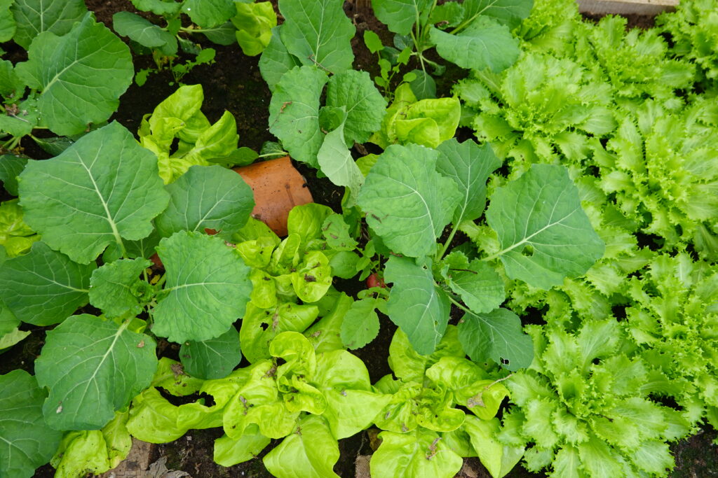companion plants in the vegetable garden. autumn crop association.