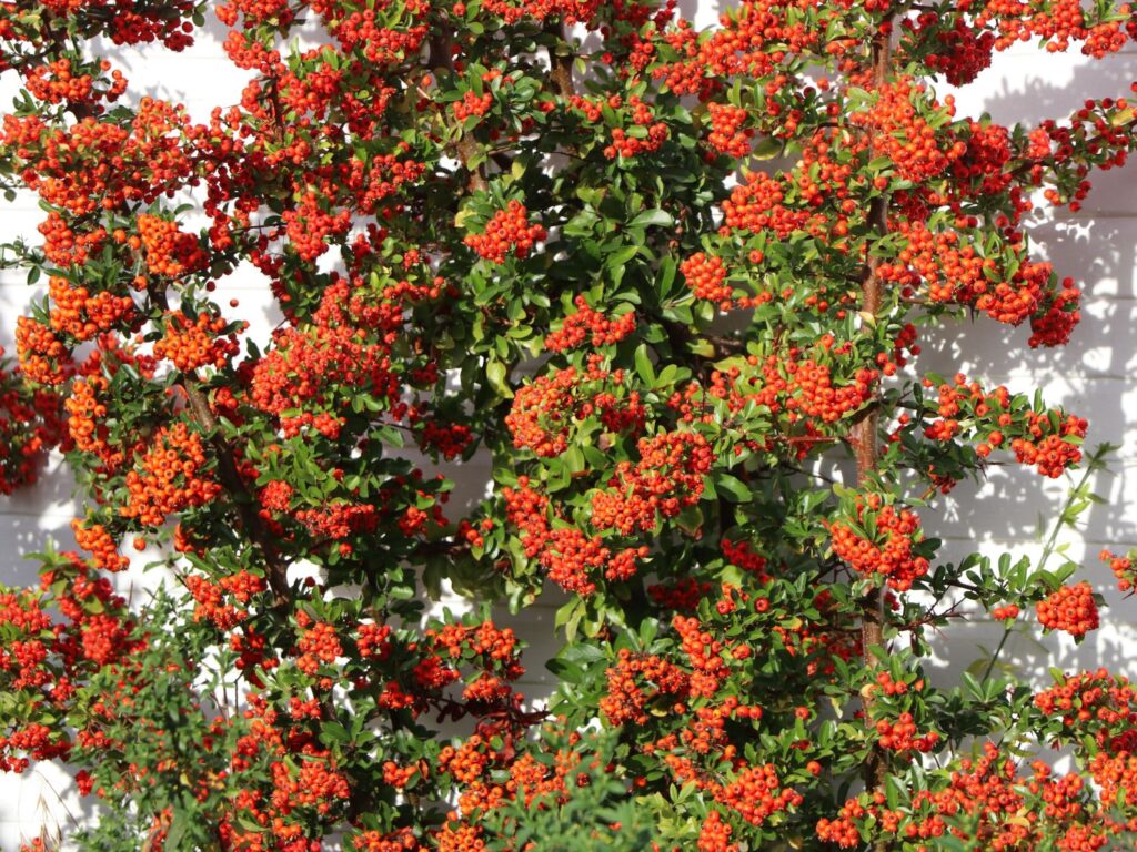 Roter Beerenstrauch mit grünen Blättern an der Wand.