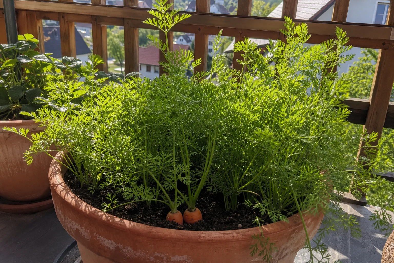 Möhren im Kübel anbauen: Sorten, Substrat & Pflege für Balkon und Terrasse