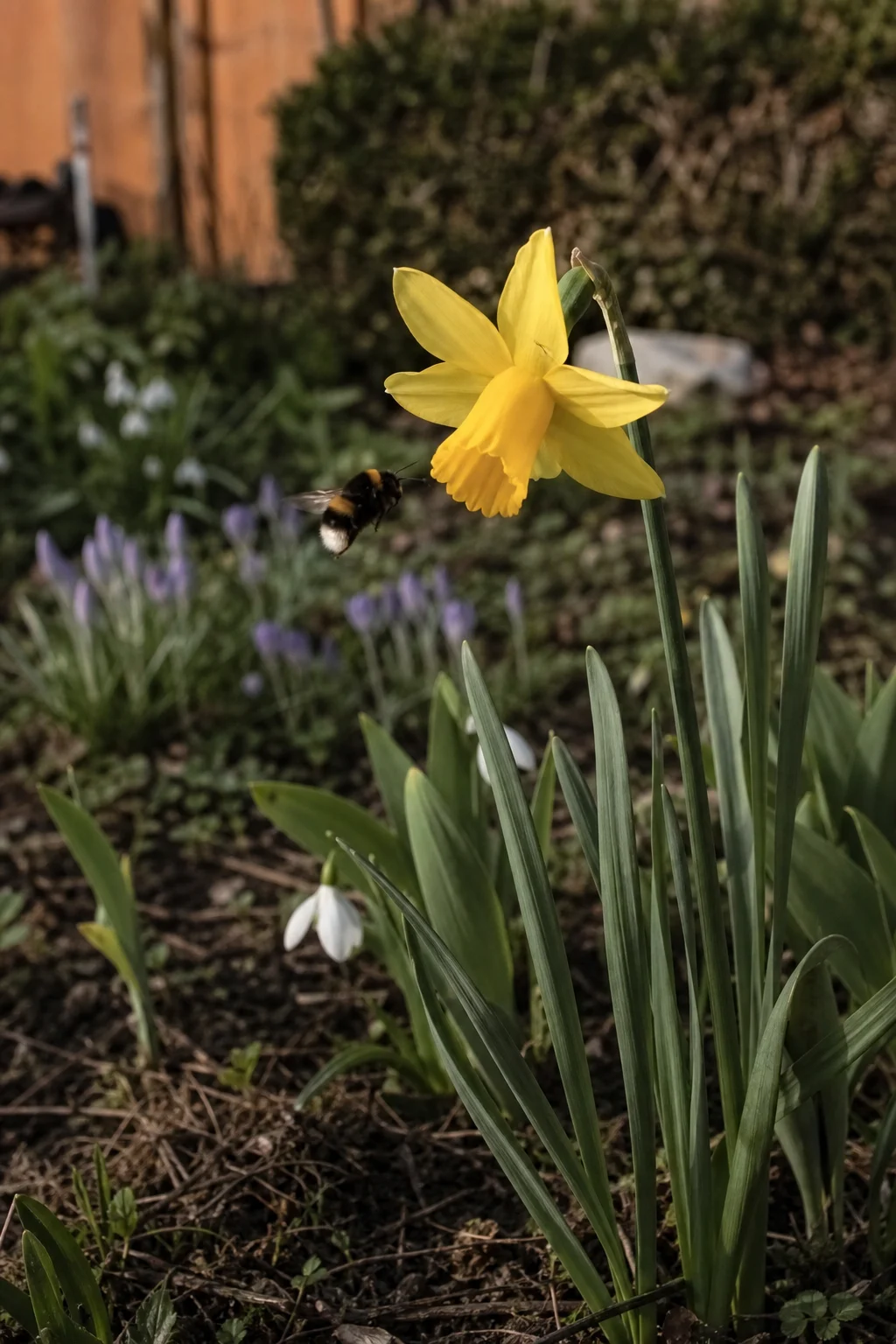 Eine Hummel fliegt eine gelbe Wildnarzisse an, im Hintergrund verblühende Krokusse und Schneeglöckchen.