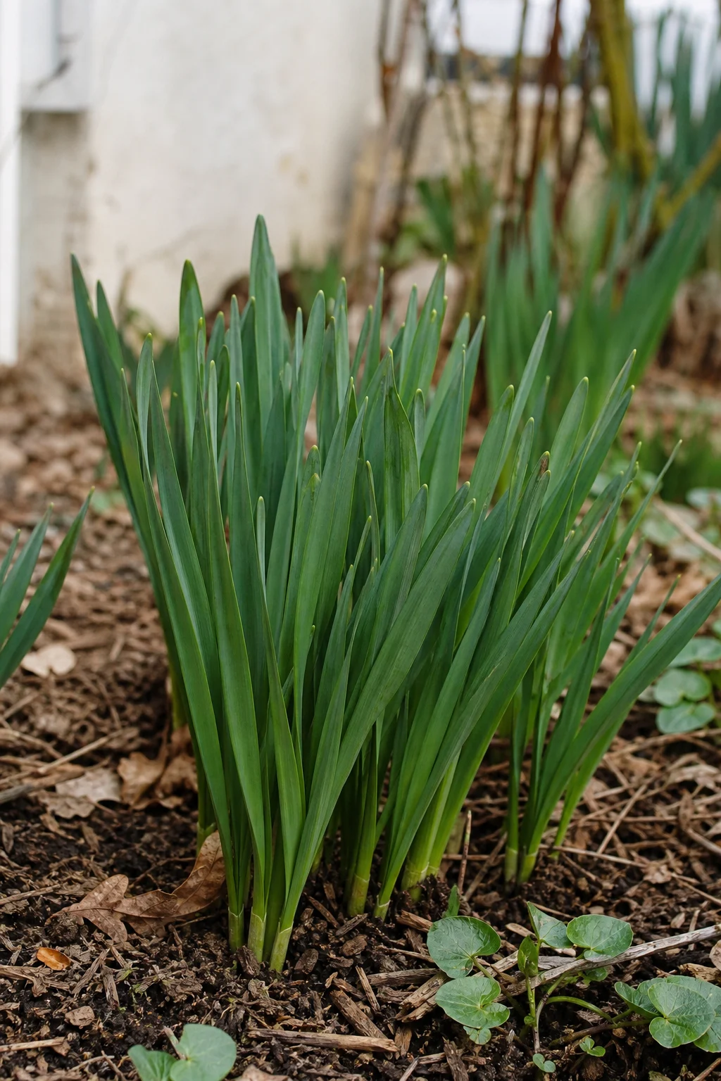Ein Horst Narzissen mit kräftigem grünem Laub, aber ohne Blüten im Frühling.