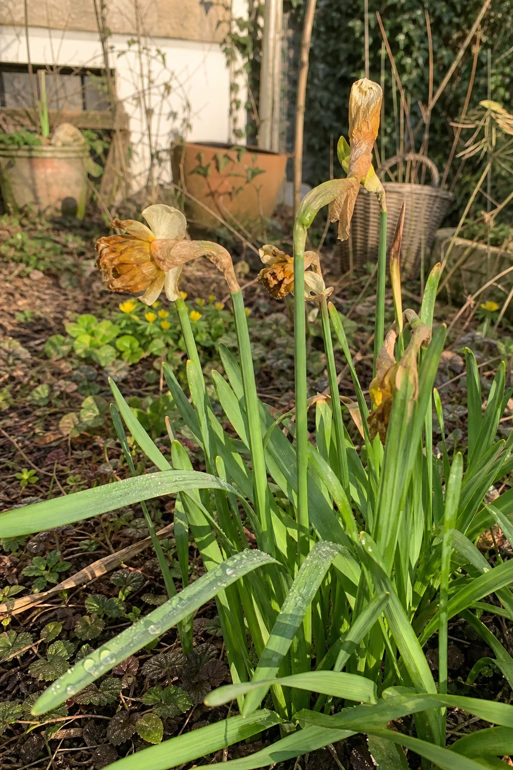 Verblühte Narzissen mit braunen Blüten über kräftig grünem Laub in der Nachmittagssonne.