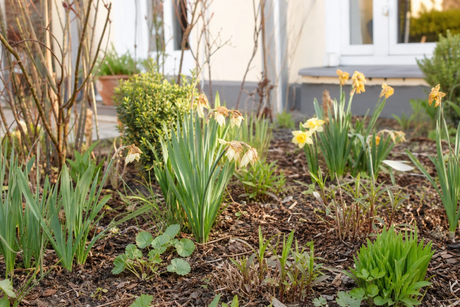Verblühte Narzissen mit braunen Blütenköpfen und noch grünem Laub in einem Frühlingsbeet.