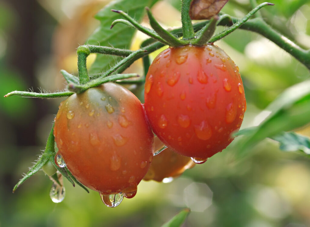 Beauty of water drops