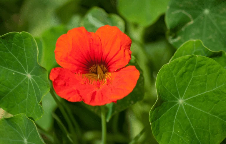 Einzelne leuchtend orangerote Kapuzinerkressenblüte zwischen runden Blättern