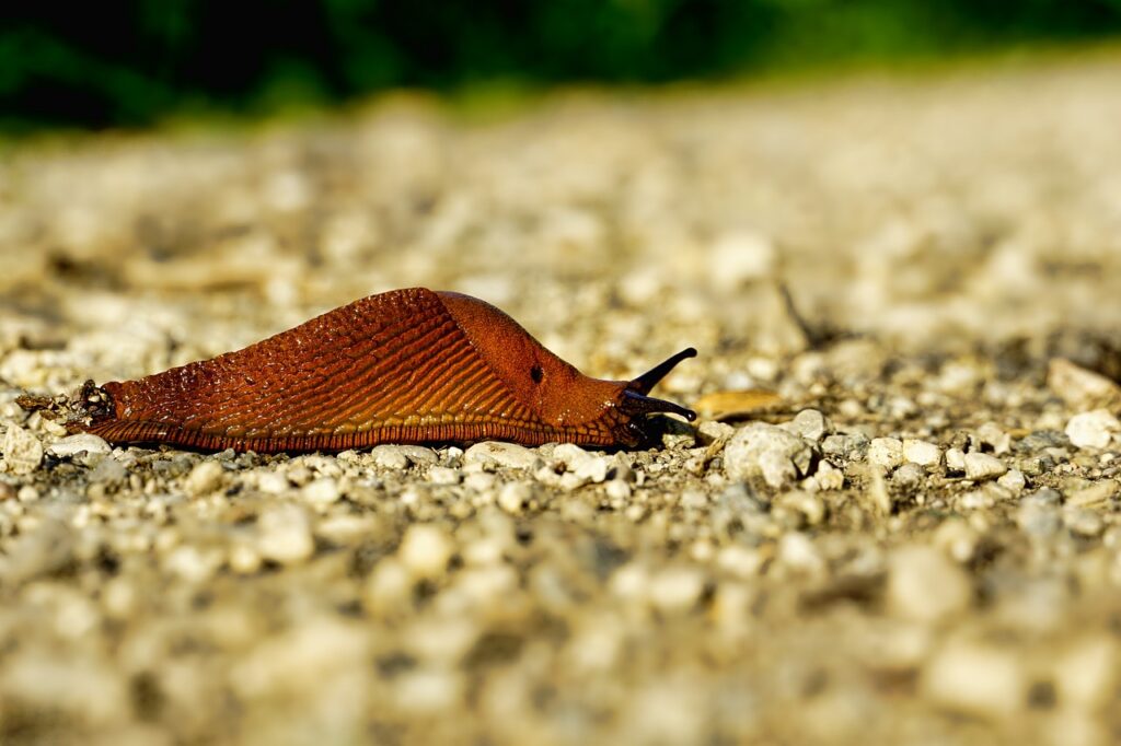 nature, nudibranch, snail