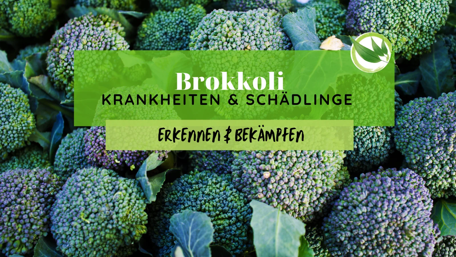 Brokkoli Krankheiten & Schädlinge erkennen & bekämpfen