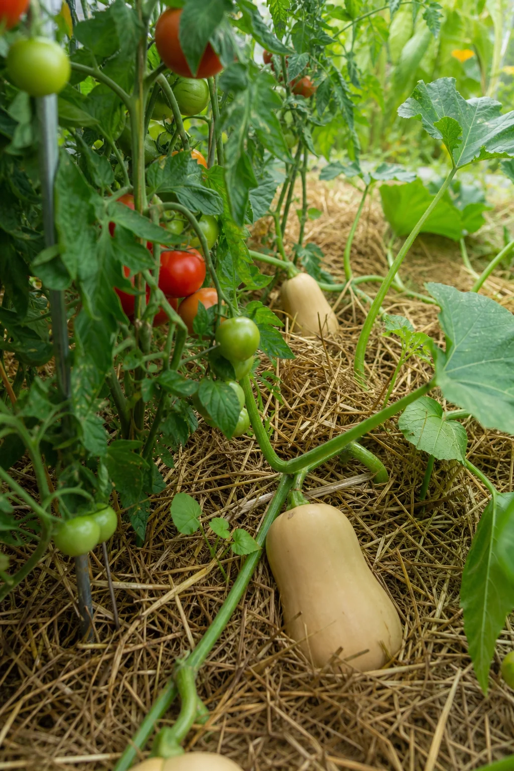 Tomatenpflanzen mit roten und grünen Früchten und Butternut-Kürbisranken mit jungen Früchten in tiefer Strohmulch-Schicht.