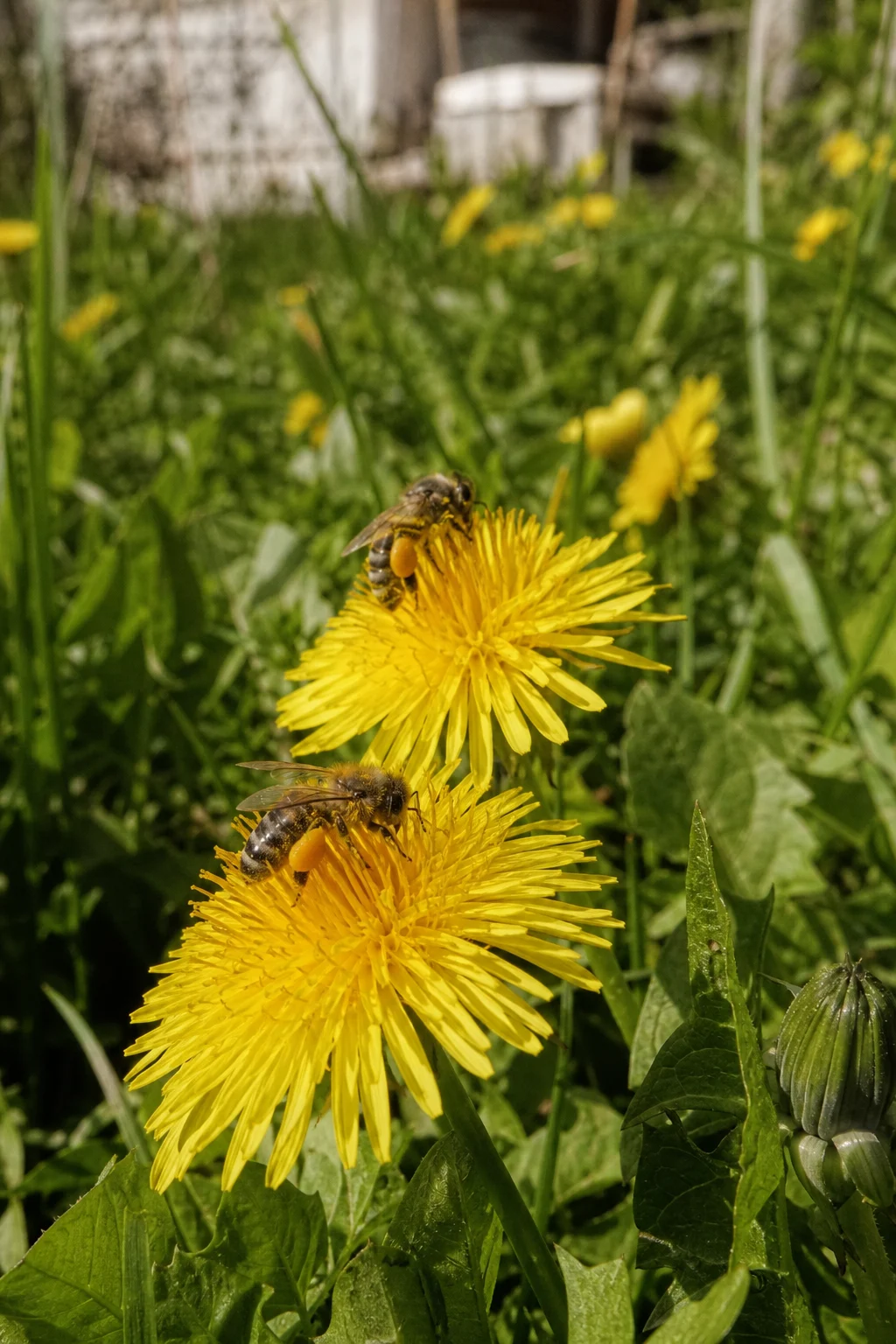 Nahaufnahme einer Honigbiene mit gelben Pollenhöschen auf einer Löwenzahnblüte in einem ungemähten Frühlingsrasen.