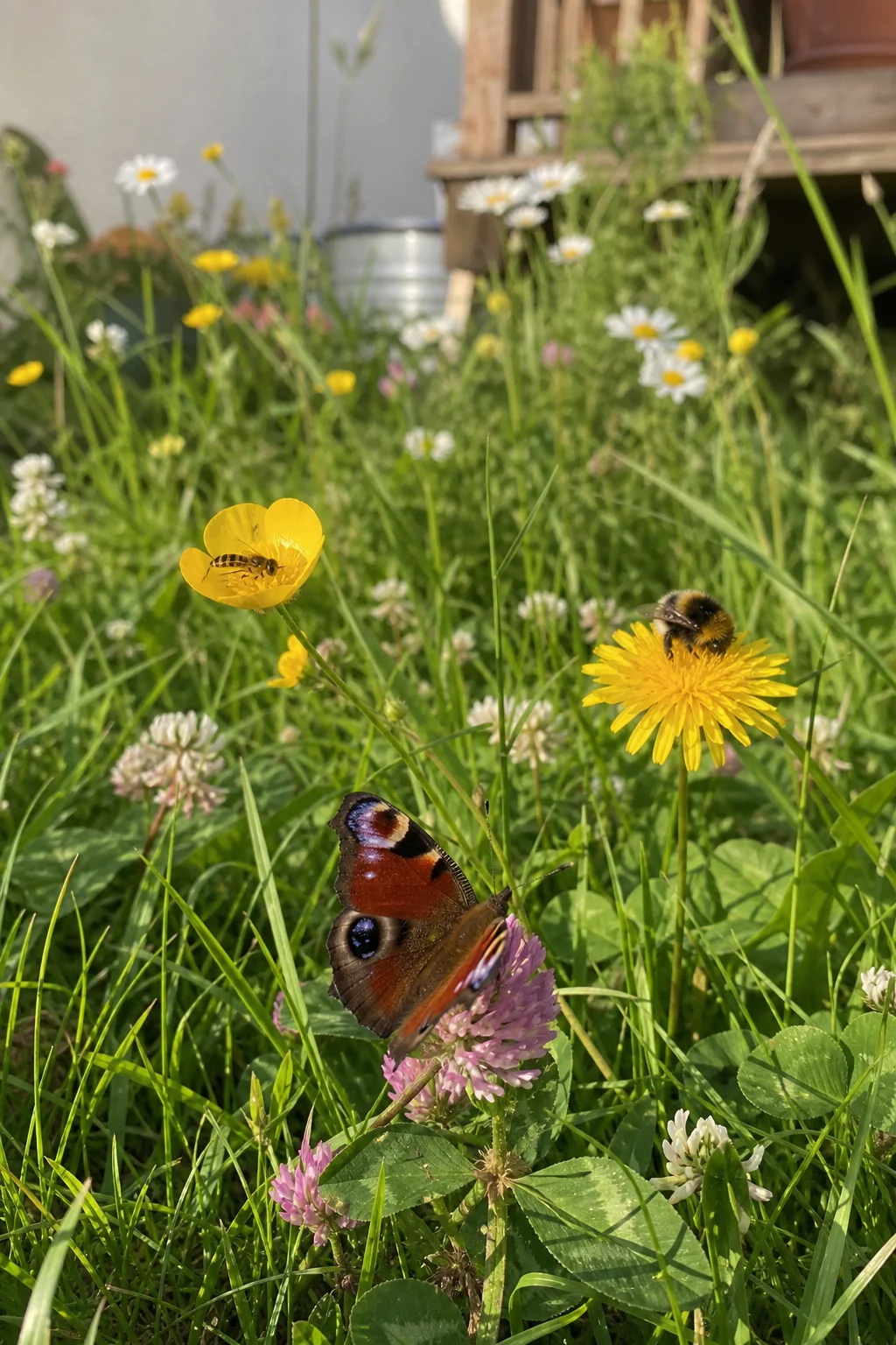 Tagpfauenauge auf Weißklee, Schwebfliege auf Hahnenfuß und Hummel auf Löwenzahn in einem ungemähten Wiesenrasen.