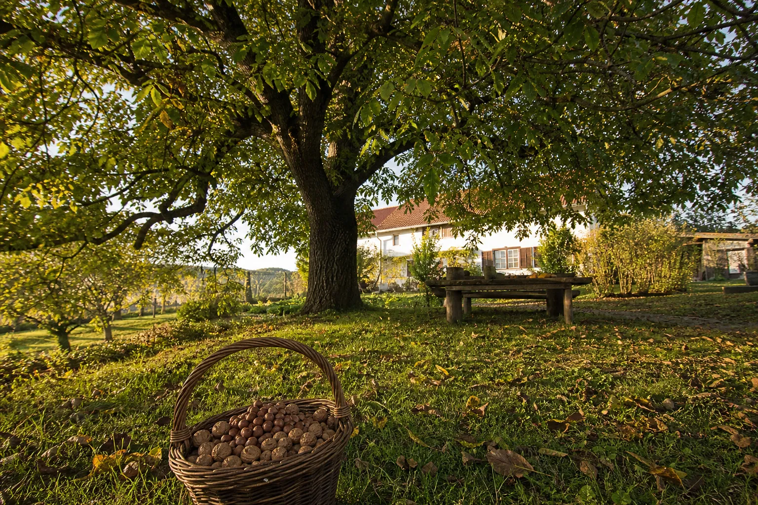 Nussbäume im Garten: Welche Arten bei uns wirklich tragen