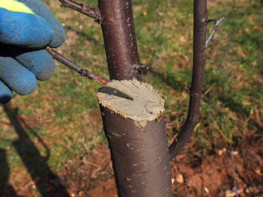 Baumschnitt Wundverschluss Gartenarbeit