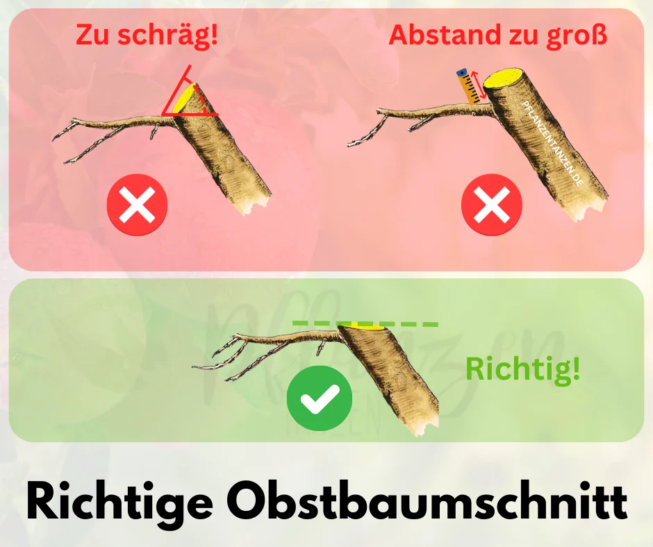 Anleitung zum richtigen Obstbaumschnitt.