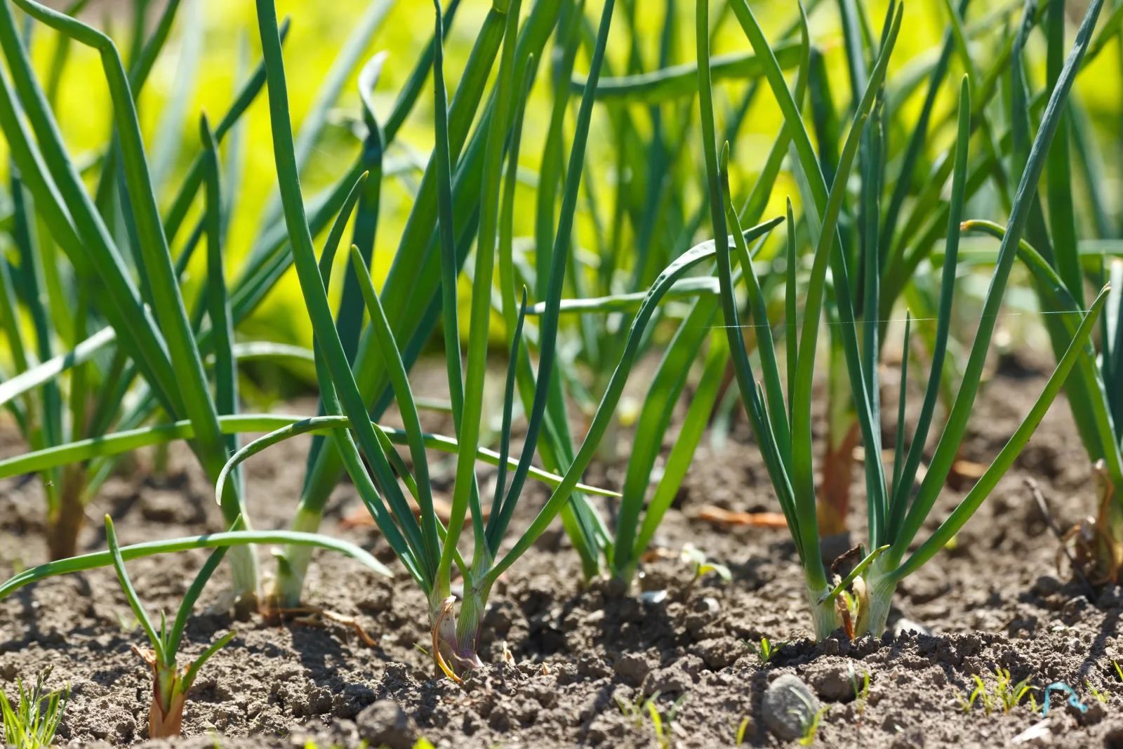 Junge Zwiebelpflanzen im Gartenbeet.