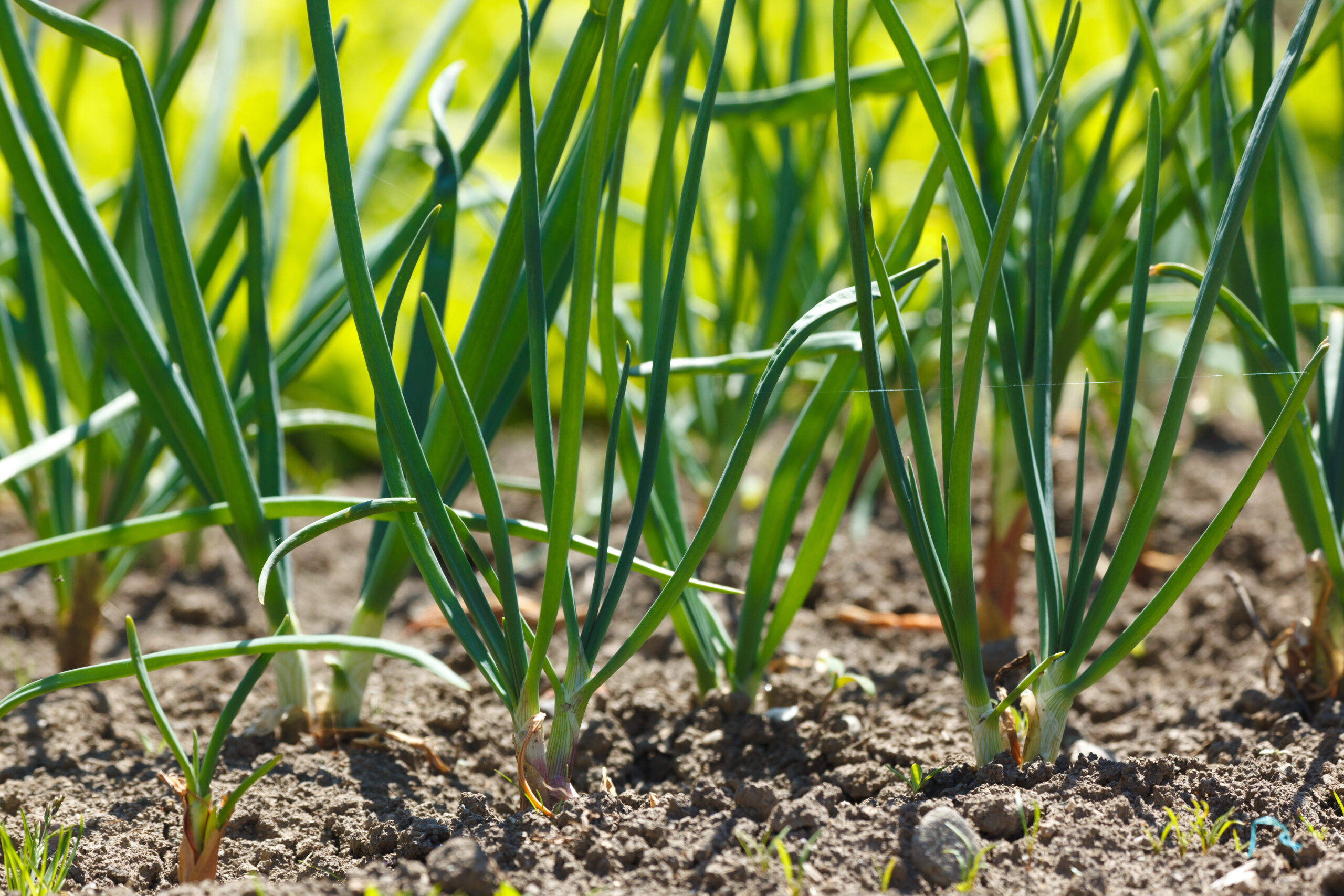 Onions in vegetable garden