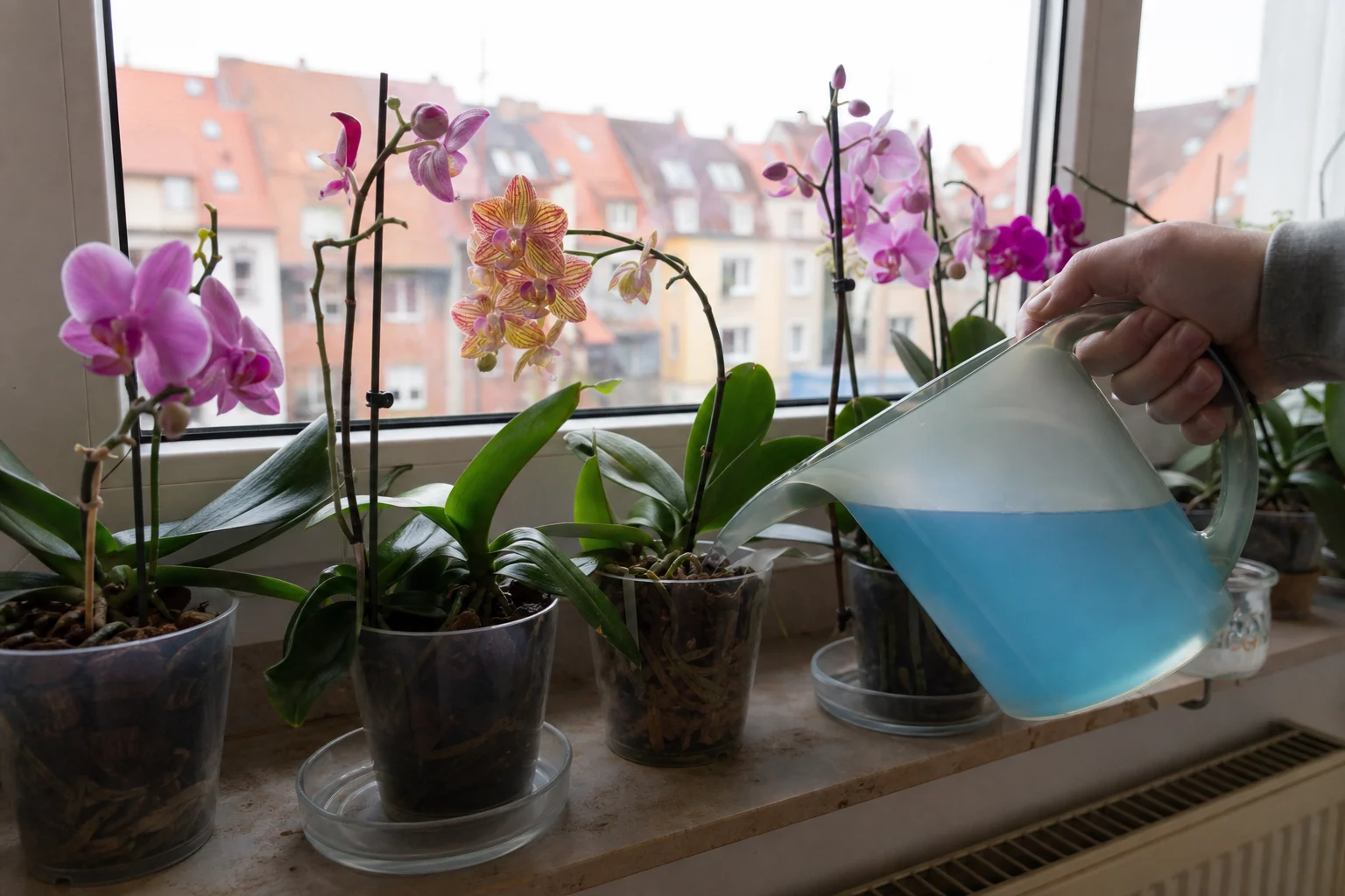 Orchideen düngen: Die Schwach-aber-regelmäßig-Regel und der einfachste Plan