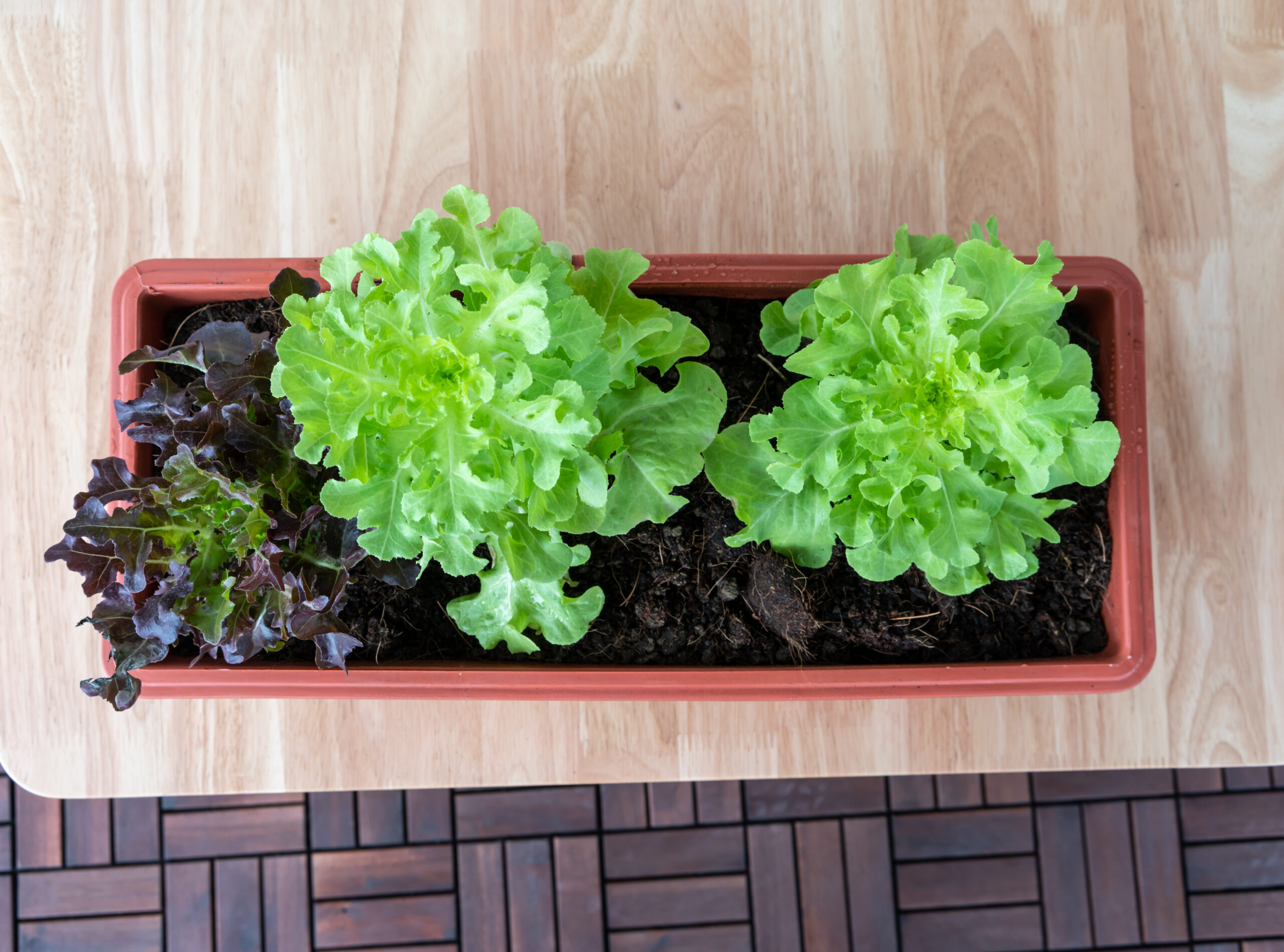 Salat im Kübel für den Balkon