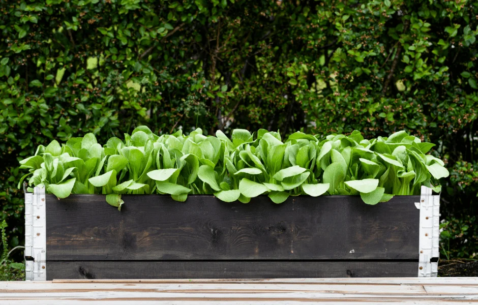 Dicht stehender Pak Choi in einem dunklen Holz-Blumenkasten vor einer Hecke