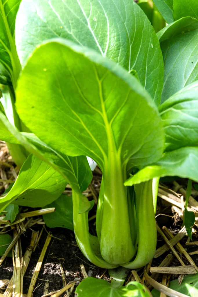 Frischer Pak Choi im Garten