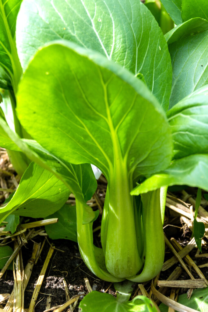 Frischer Pak Choi im Garten