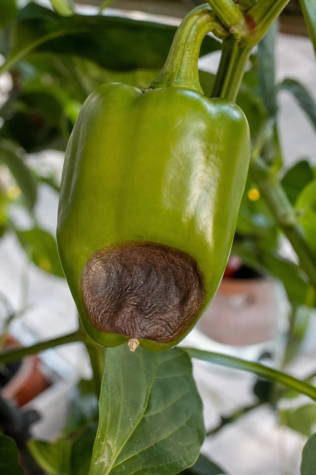 Paprika-Frucht mit dunkler, ledriger Stelle am unteren Ende — typisches Bild von Blütenendfäule.