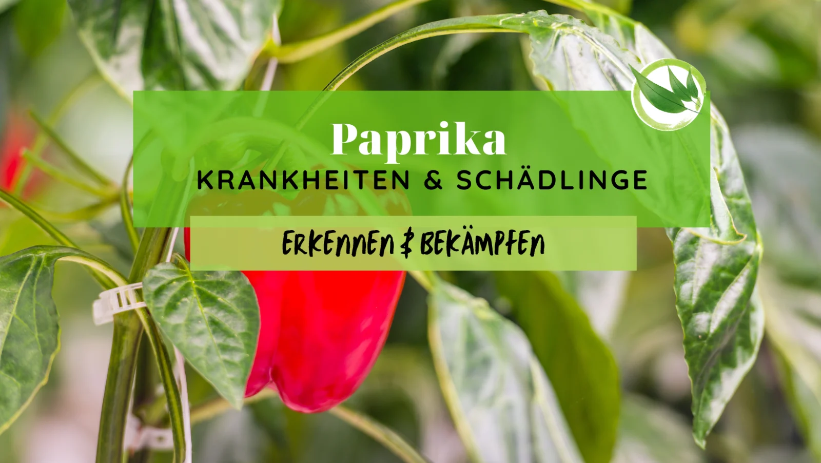 Paprika Krankheiten & Schädlinge erkennen & bekämpfen