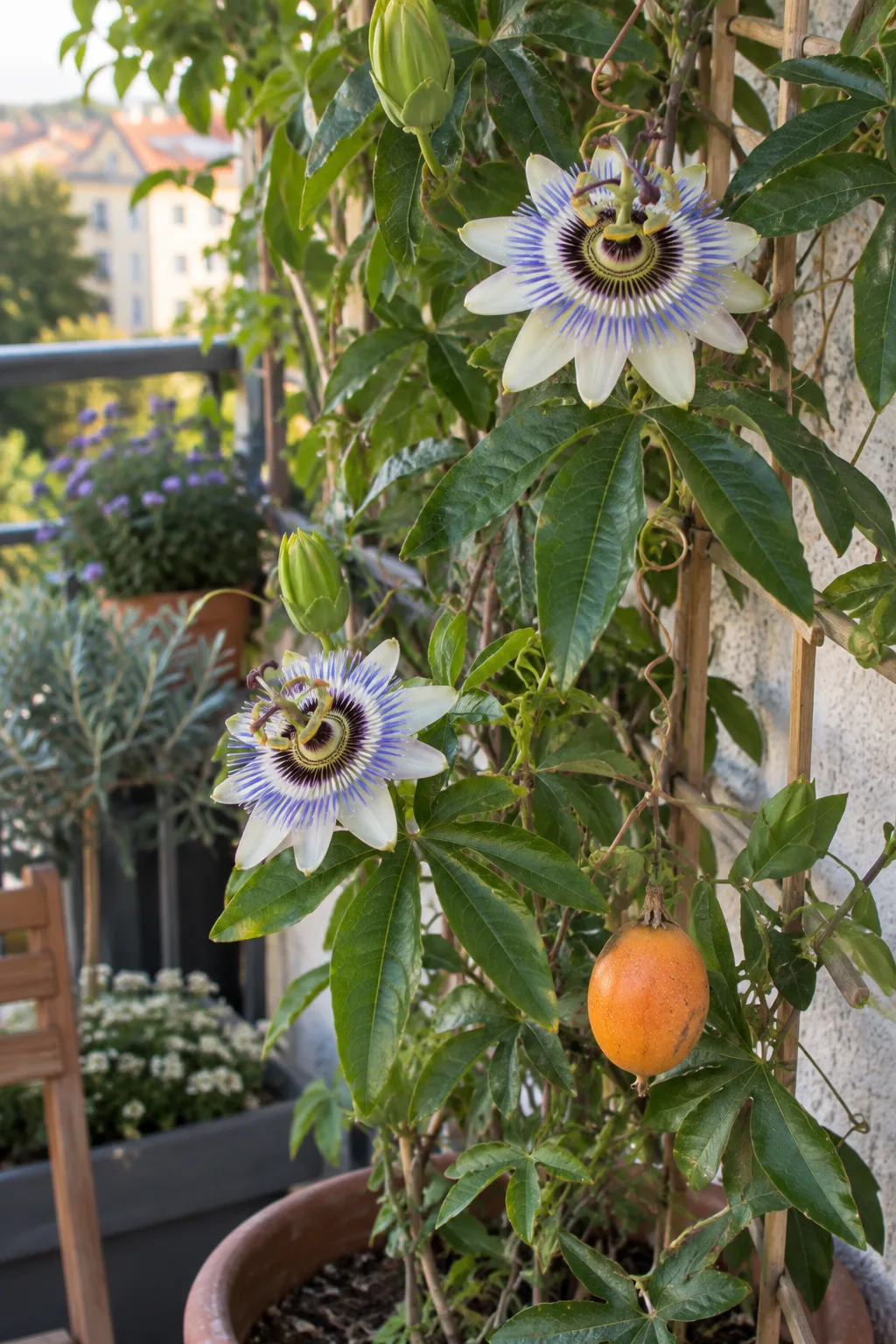 Blaue Passionsblume am Balkongitter mit fingerförmig gelappten Blättern, einer weißen Blüte mit blau-weiß-purpurnem Strahlenkranz und einer orangen Frucht