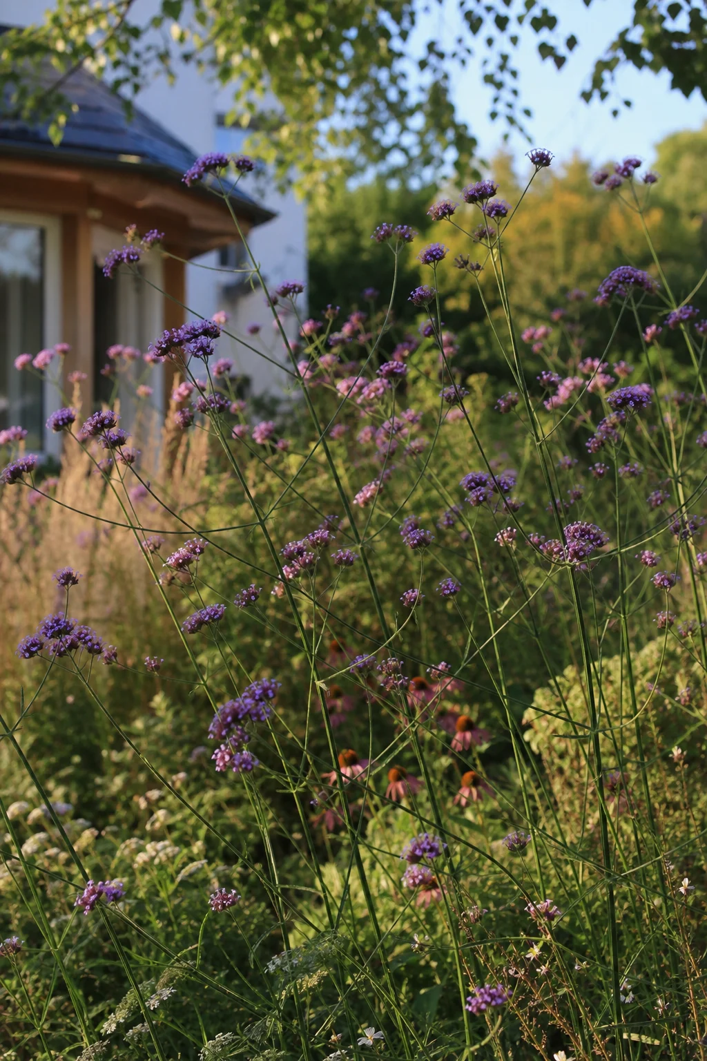 Patagonisches Eisenkraut mit dünnen Stielen und violetten Blütendolden schwebt in zwei Metern Höhe über einem sonnigen Beet.