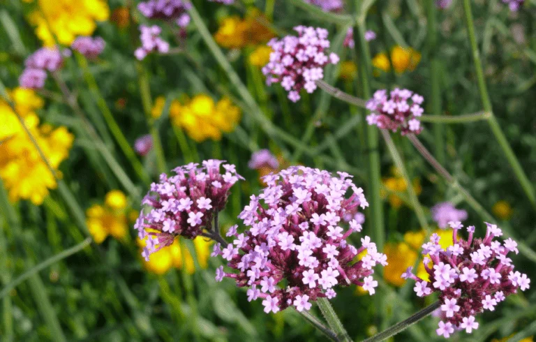 Patagonisches Eisenkraut mit lila Blütendolden vor gelb blühenden Sommerblumen