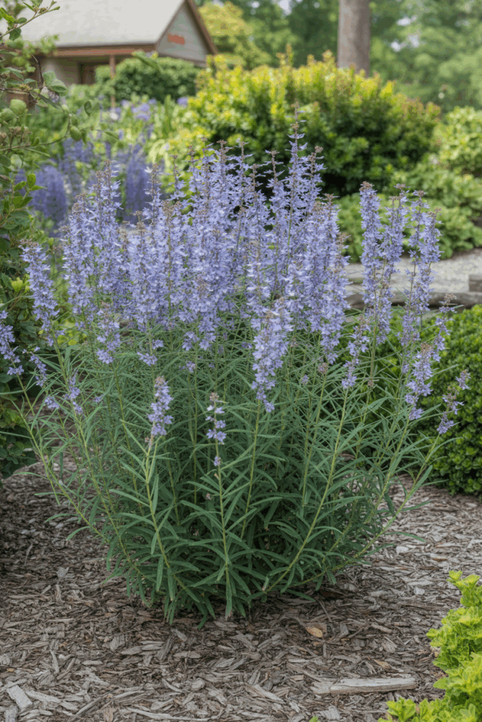 Blaue Blumen im Garten vor einem Haus