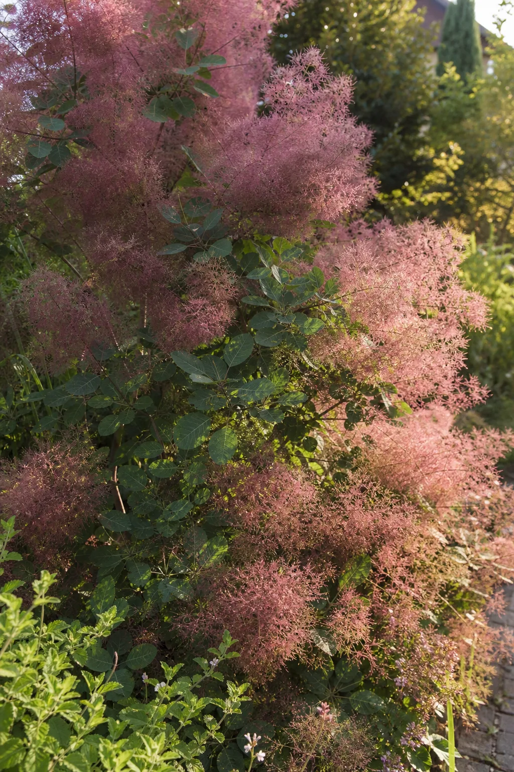 Perückenstrauch mit rosa-violetten, federigen Fruchtständen