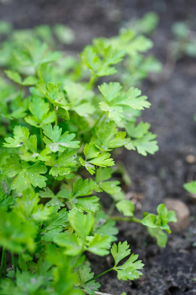 Frische grüne Kräuter im Garten
