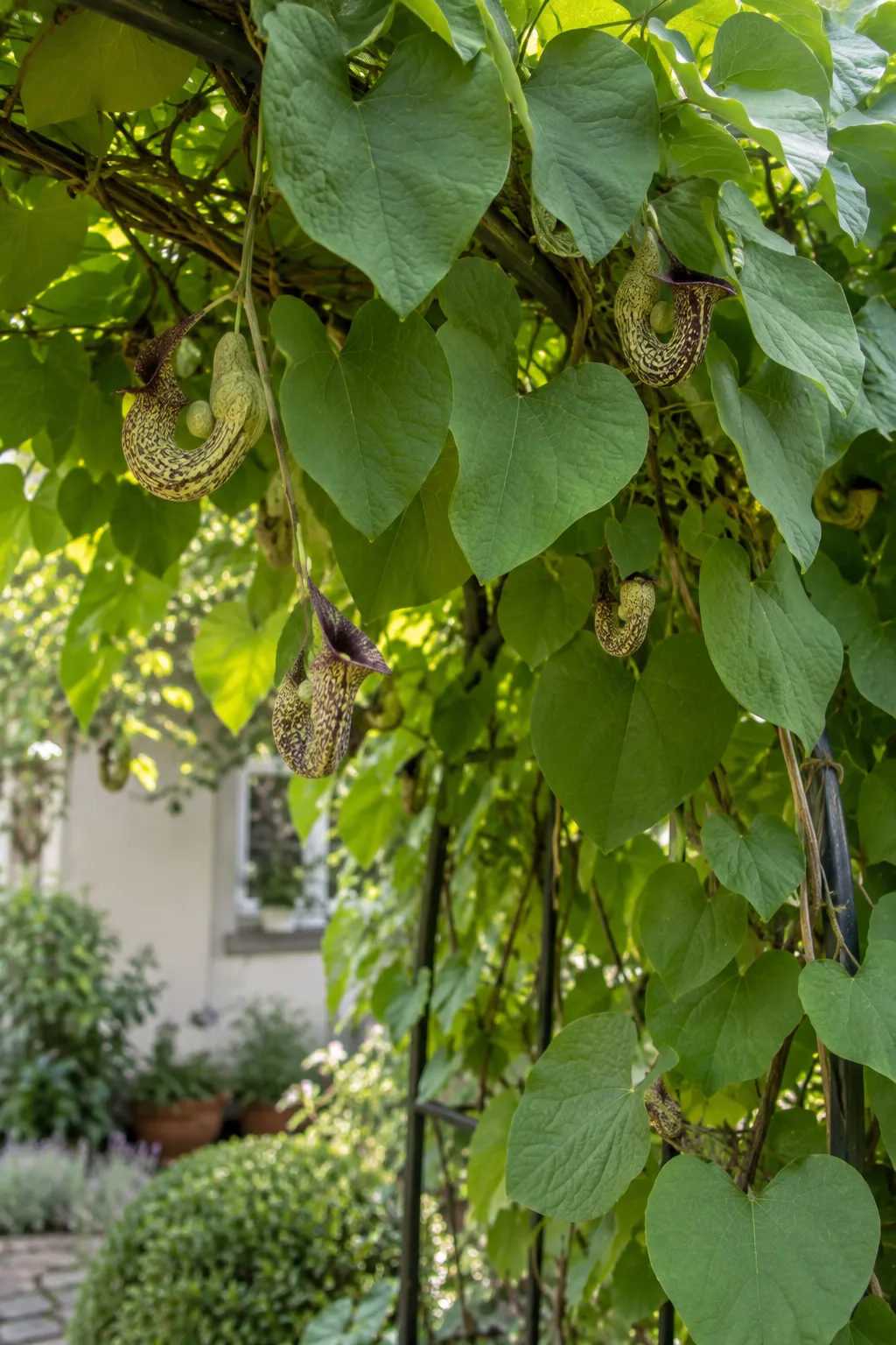 Dichter Vorhang aus großen herzförmigen Blättern der Pfeifenwinde, darunter kleine, pfeifenförmig gebogene grün-purpurne Blüten