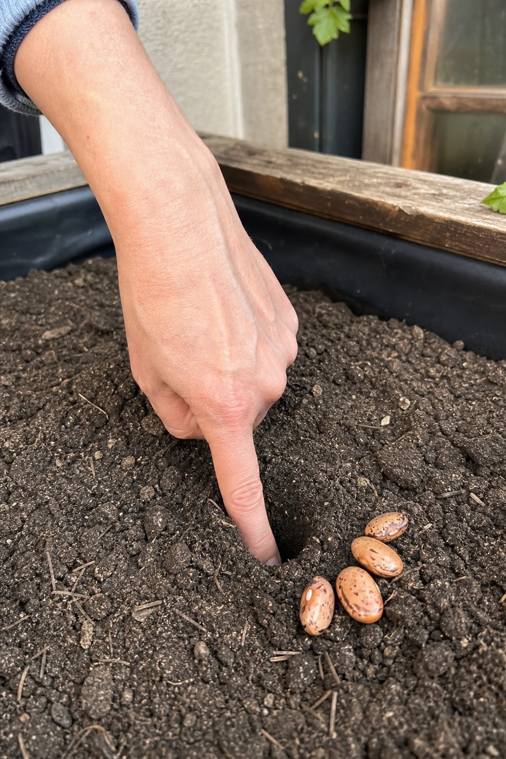 Eine Hand drückt mit dem Zeigefinger eine etwa einen Zentimeter tiefe Saatmulde in dunkle Gartenerde, daneben liegen einige große Bohnensamen bereit.