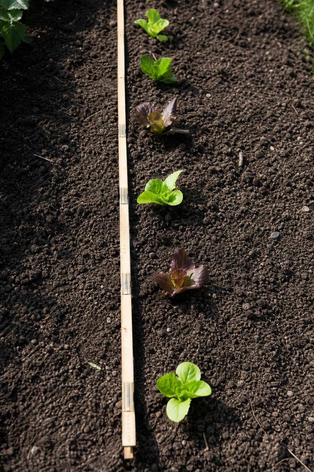 Direkt von oben fotografierter Zollstock auf frisch geharkter dunkler Gartenerde, entlang der Kante stehen kleine Salatpflänzchen in regelmäßigen 25-Zentimeter-Abständen.