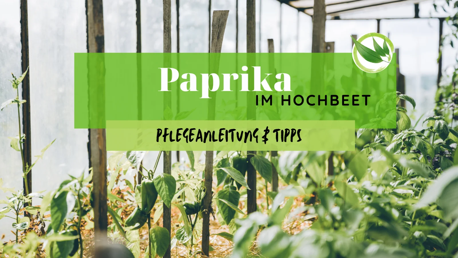 Paprika im Hochbeet – Pflegeanleitung & Tipps