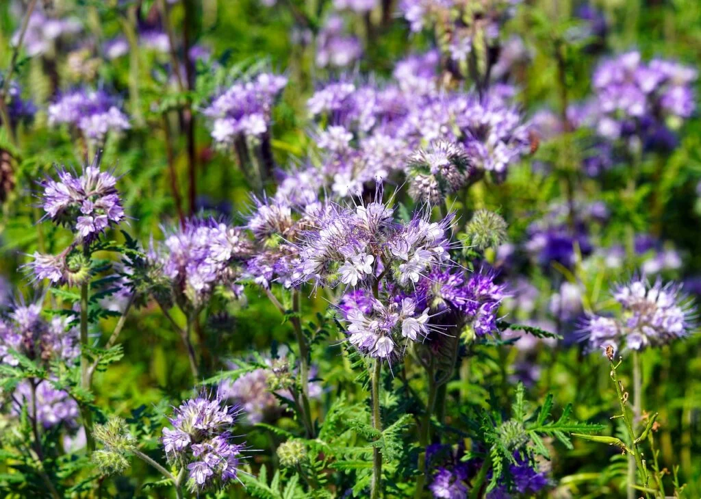 flower, bee, phacelia