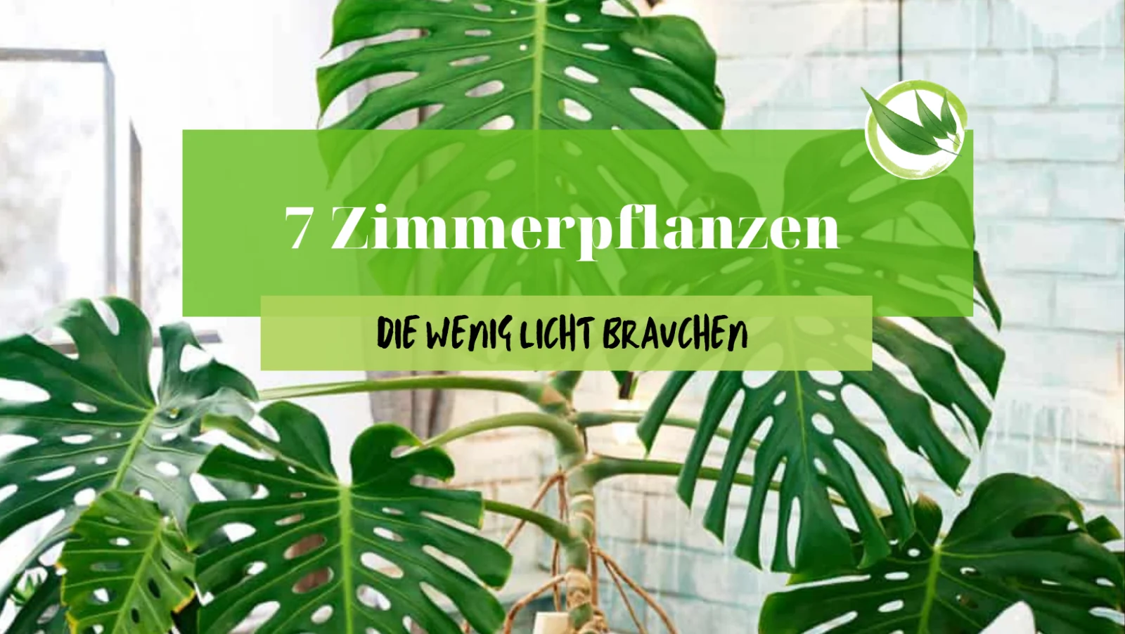 Herzförmige Blätter des Kletter-Philodendrons an einem Moosstab